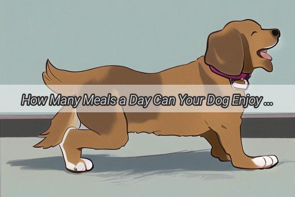 How Many Meals a Day Can Your Dog Enjoy Without Overeating Uncover the Perfect Balance